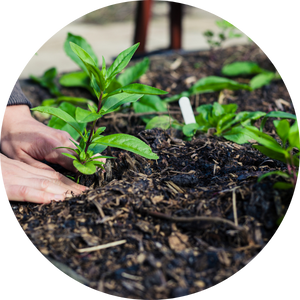 Seedlings being planted at a community garden.