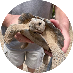 Person holding a large, pet tortoise.