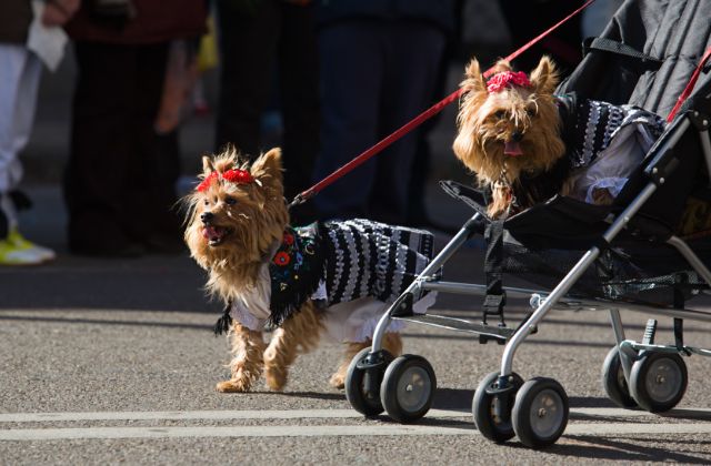 two dogs, one walking and one in a stroller, in a pet parade