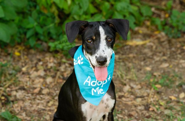Black and white dog wearing a blue kerchief around it's neck that reads "adopt me".