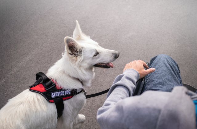 Overhead view of a person holding a leash of a white dog with a harness that reads 'service dog'.