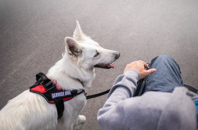should-i-get-a-service-dog – 1 Overhead view of a person holding a leash of a white dog with a harness that reads 'service dog'.