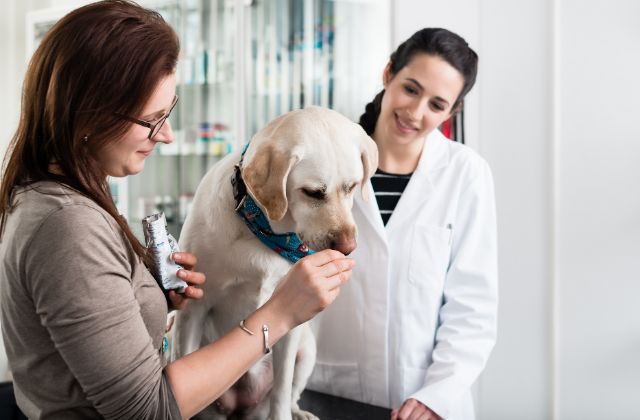 Woman feeding a dog a treat while a veterinarian watches.