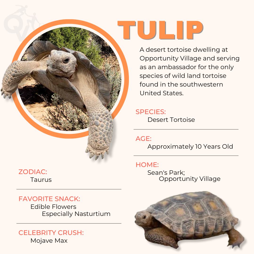 just for fun infographic, with images of a desert tortoise named Tulip.