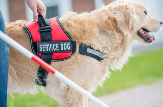 Large service dog helping a person who is using a white cane to walk.