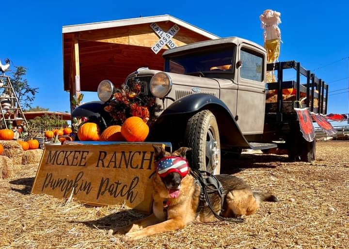 old truck and pumpkins with a sign that says 'mckee ranch pumpkin patch'
